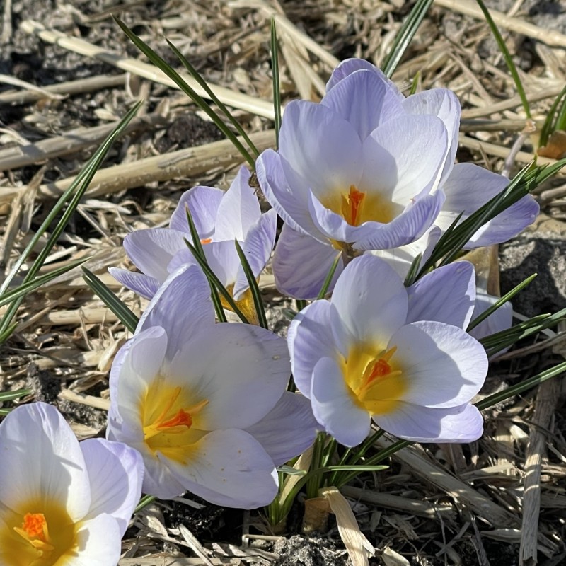 Crocus chrysanthus 'Blue Marlin' Crocus chrysanthus 'Blue Marlin'