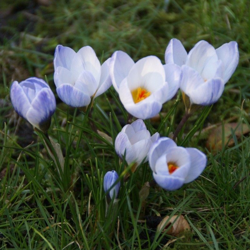 Crocus chrysanthus 'Blue Pearl' Crocus chrysanthus 'Blue Pearl'