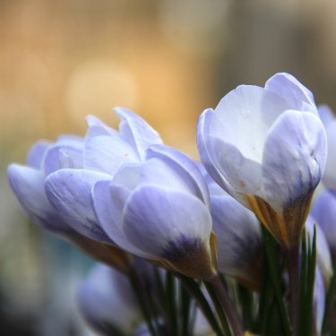 Crocus chrysanthus 'Blue Pearl' Crocus chrysanthus 'Blue Pearl'