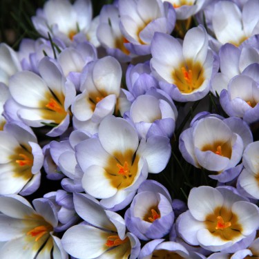 Crocus chrysanthus 'Blue Pearl' Crocus chrysanthus 'Blue Pearl'
