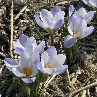 Crocus chrysanthus 'Blue Pearl' Crocus chrysanthus 'Blue Pearl'