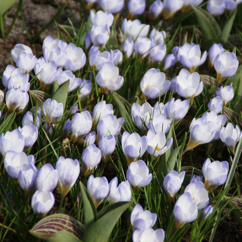 Crocus chrysanthus 'Blue Pearl' Crocus chrysanthus 'Blue Pearl'