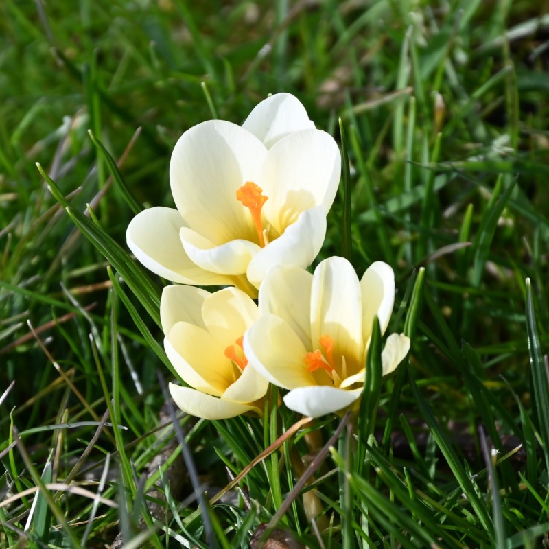 Crocus chrysanthus 'Cream Beauty' 