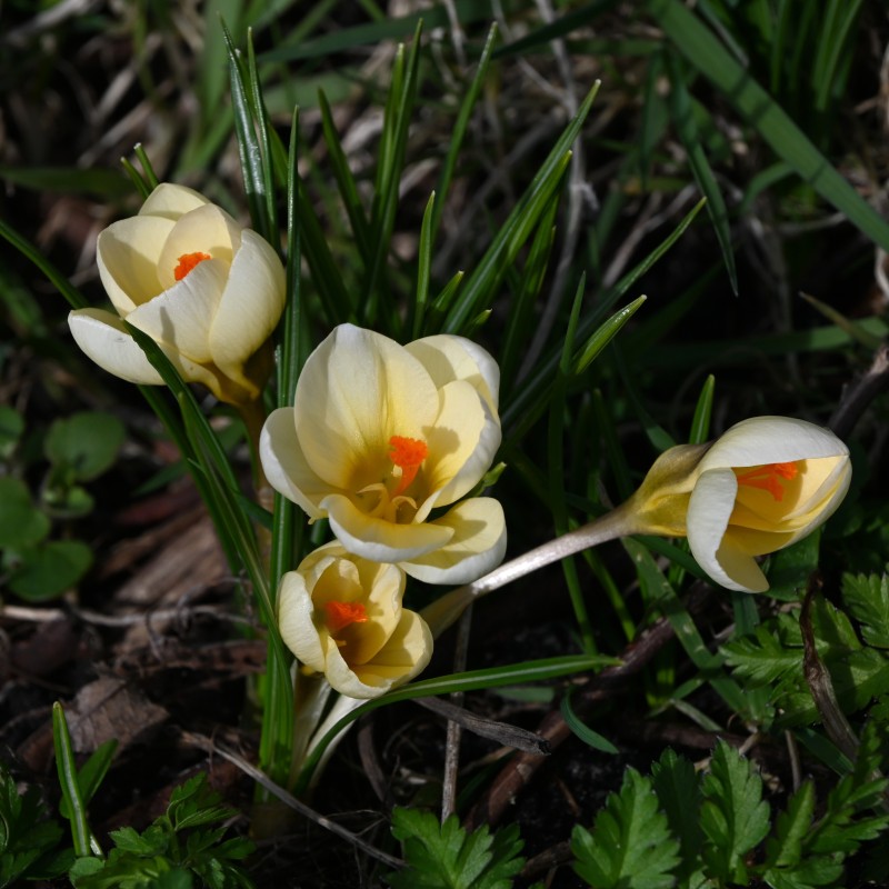Crocus chrysanthus 'Cream Beauty' 