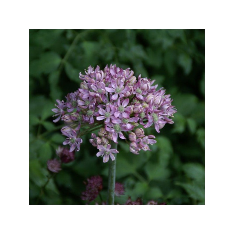 Allium nigrum 'Pink Jewel'