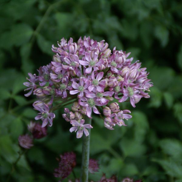 Allium nigrum 'Pink Jewel'