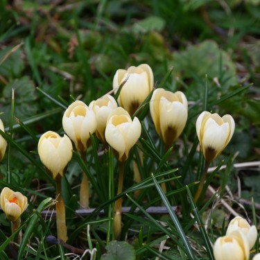 Crocus chrysanthus 'Cream Beauty' 