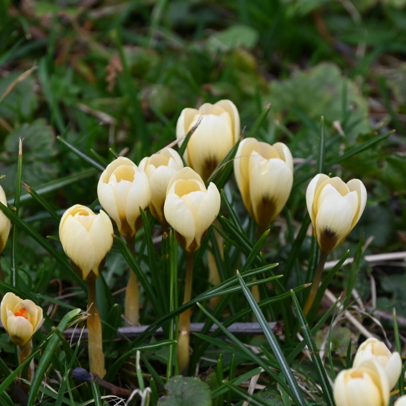 Crocus chrysanthus 'Cream Beauty' 