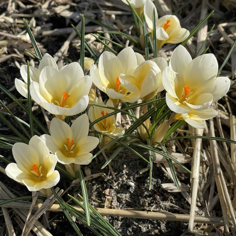 Crocus chrysanthus 'Cream Beauty' 