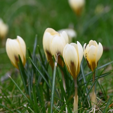 Crocus chrysanthus 'Cream Beauty' 