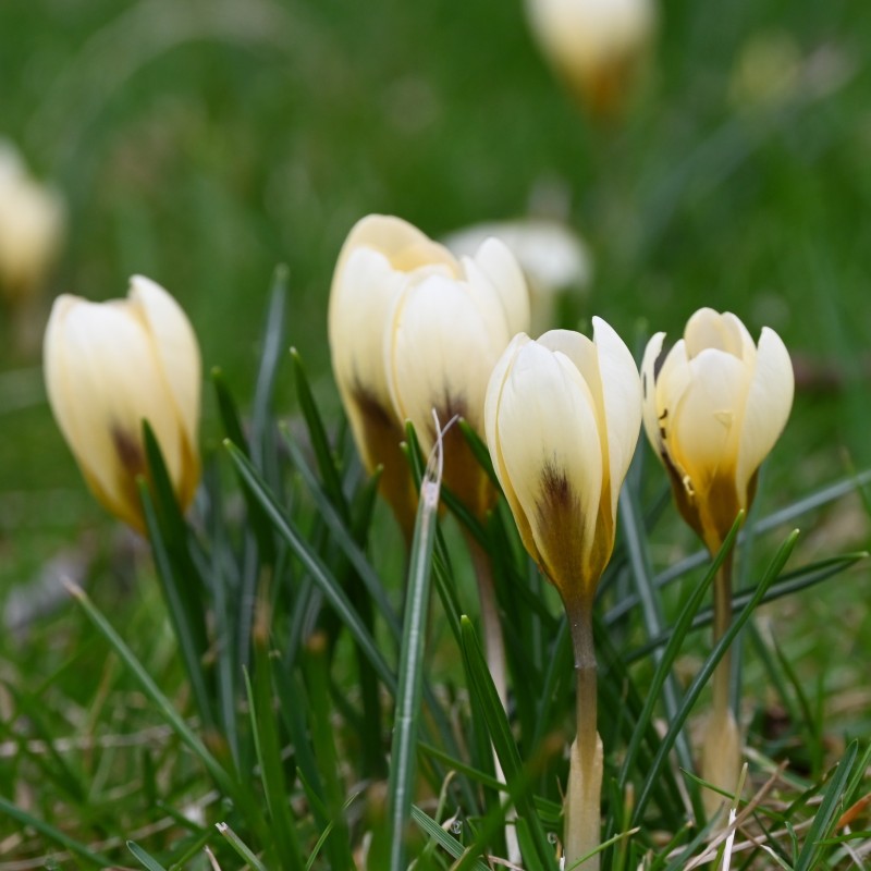 Crocus chrysanthus 'Cream Beauty' 