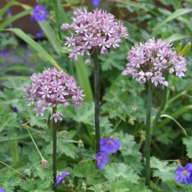 Allium nigrum 'Pink Jewel'