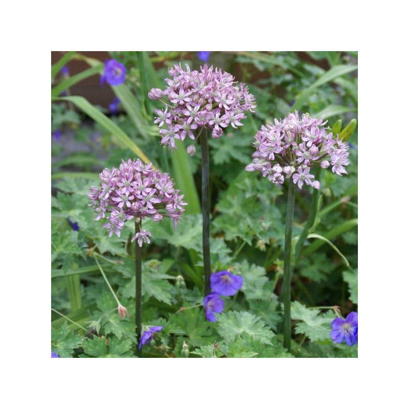 Allium nigrum 'Pink Jewel'