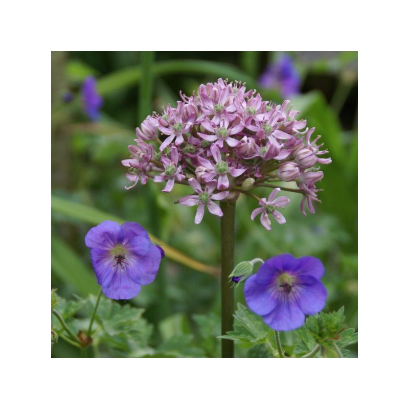 Allium nigrum 'Pink Jewel'