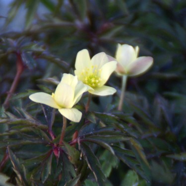 Anemone x lipsiensis 'Sioux'