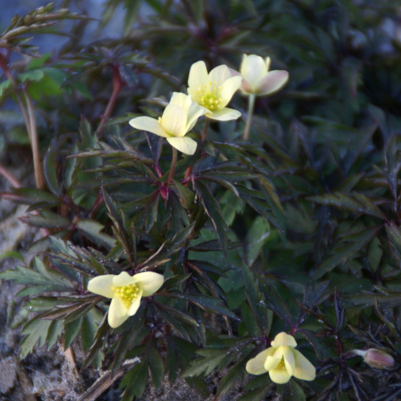 Anemone x lipsiensis 'Sioux' Anemone x lipsiensis 'Sioux'