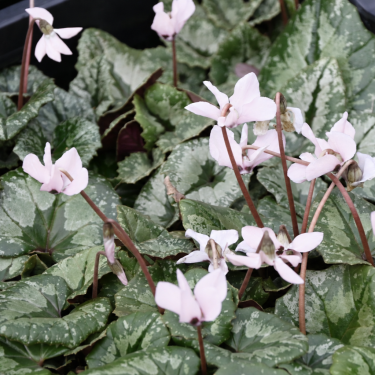 Cyclamen pseudibericum forma roseum