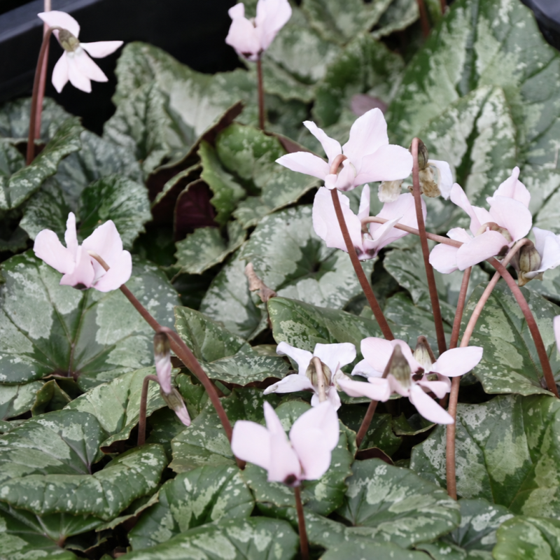 Cyclamen pseudibericum forma roseum Cyclamen pseudibericum forma roseum
