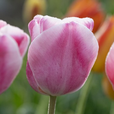 Tulipa 'Mr. Van Zijl'
