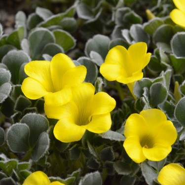 Oxalis purpurea 'Ken Aslet'
