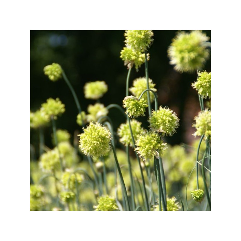 Allium obliquum