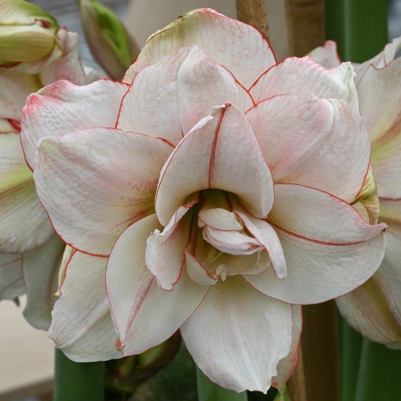 Hippeastrum 'Elvas' Hippeastrum 'Elvas'