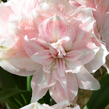 Hippeastrum 'Candy Belle'®