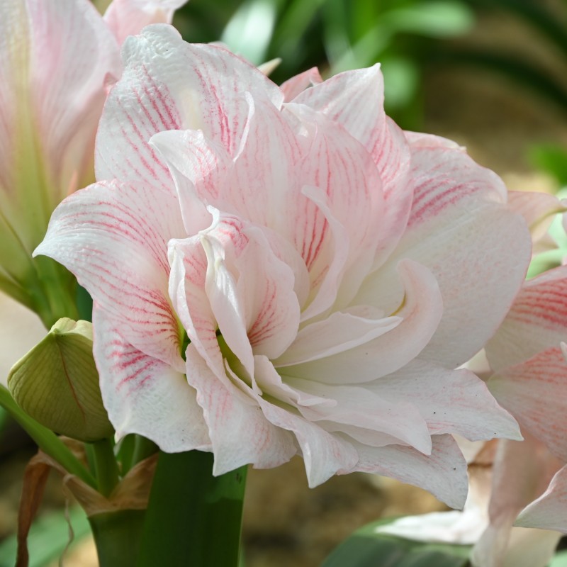 Hippeastrum 'Candy Belle'®