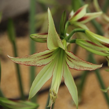 Hippeastrum 'Emerald'®