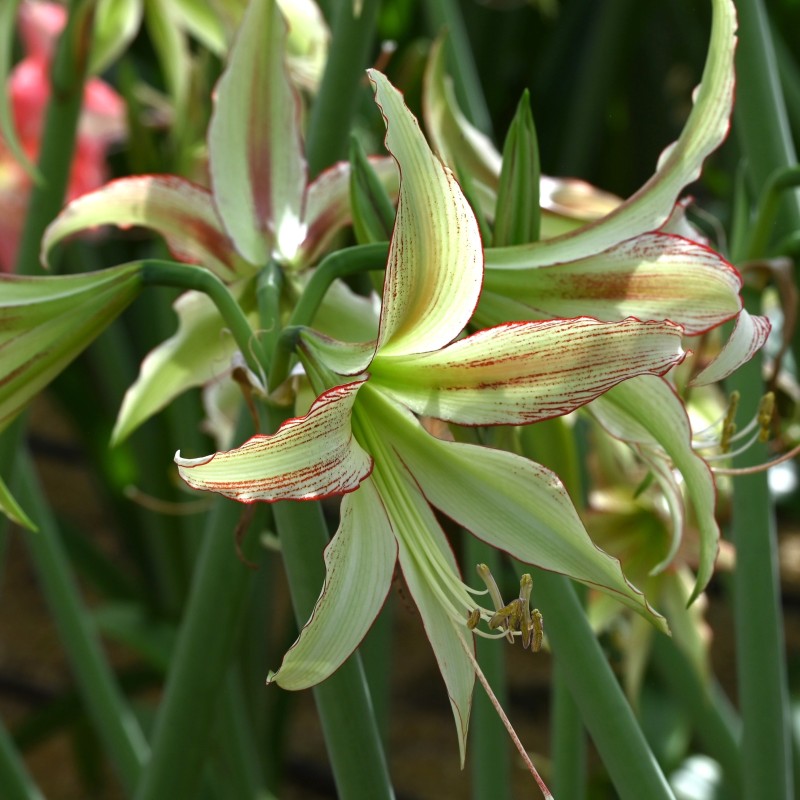 Hippeastrum 'Emerald'® Hippeastrum 'Emerald'®