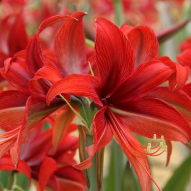Hippeastrum 'Bogota'®