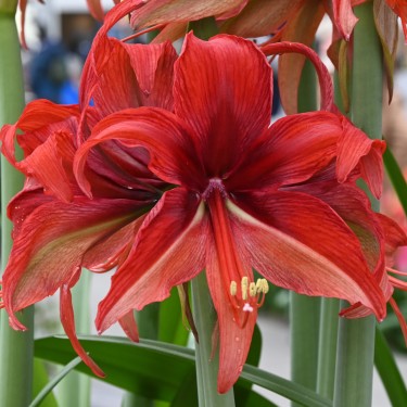 Hippeastrum 'Bogota'®