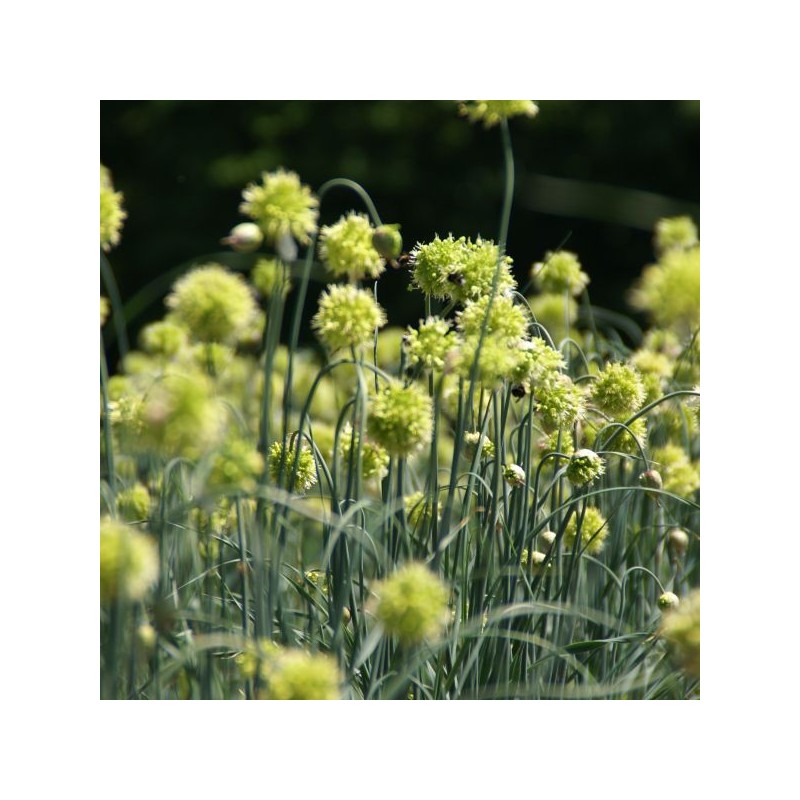 Allium obliquum