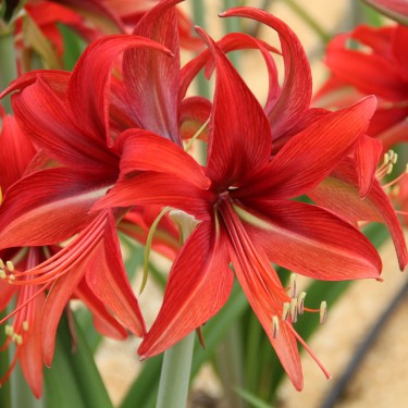 Hippeastrum 'Bogota'®