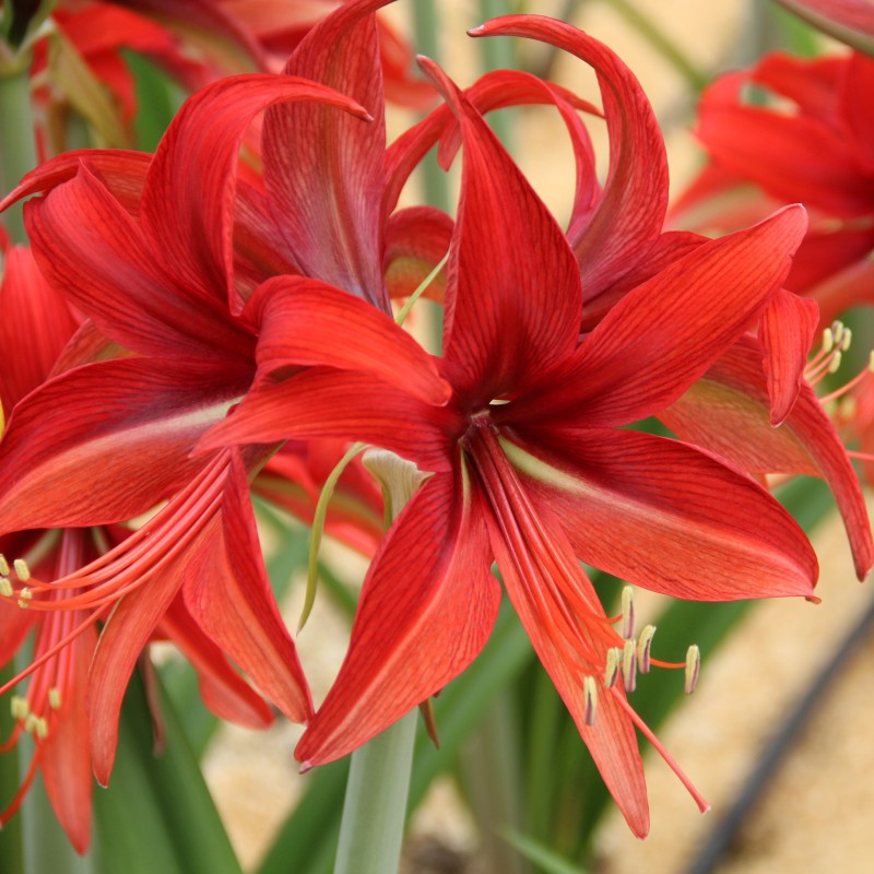 Hippeastrum 'Bogota'®