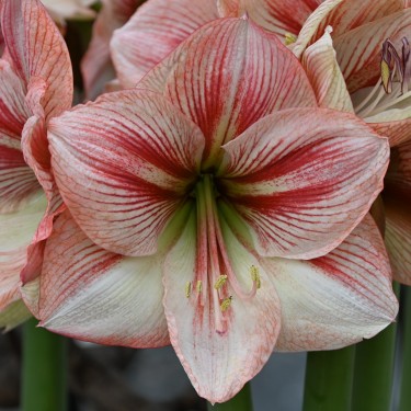 Hippeastrum 'Provence'®