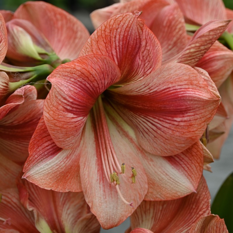 Hippeastrum 'Provence'® Hippeastrum 'Provence'®