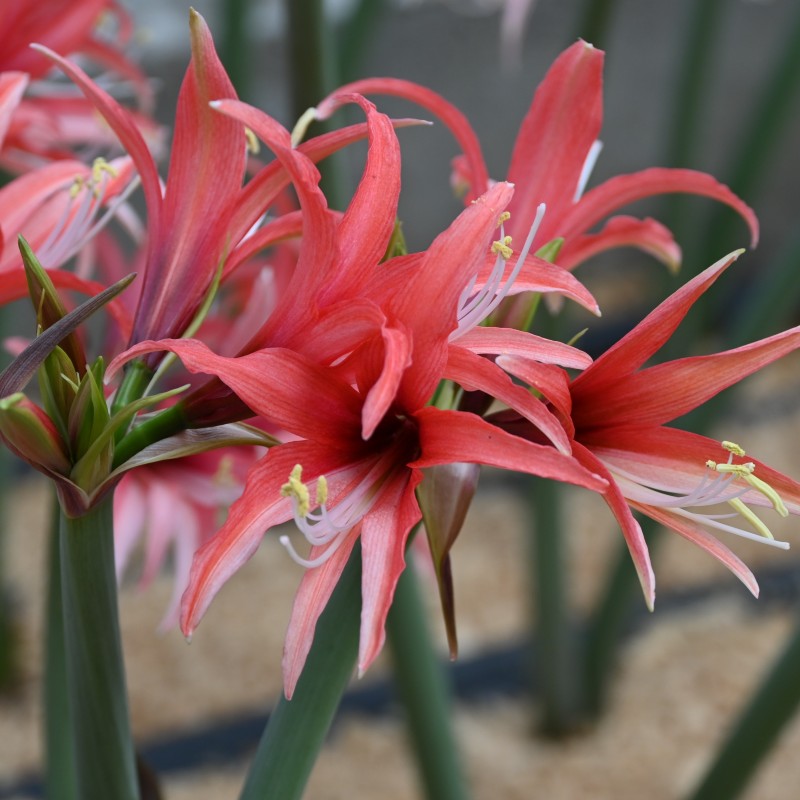 Hippeastrum 'Pink Cybister'® Hippeastrum 'Pink Cybister'®