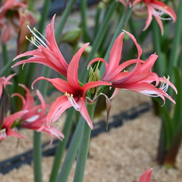 Hippeastrum 'Pink Cybister'® Hippeastrum 'Pink Cybister'®