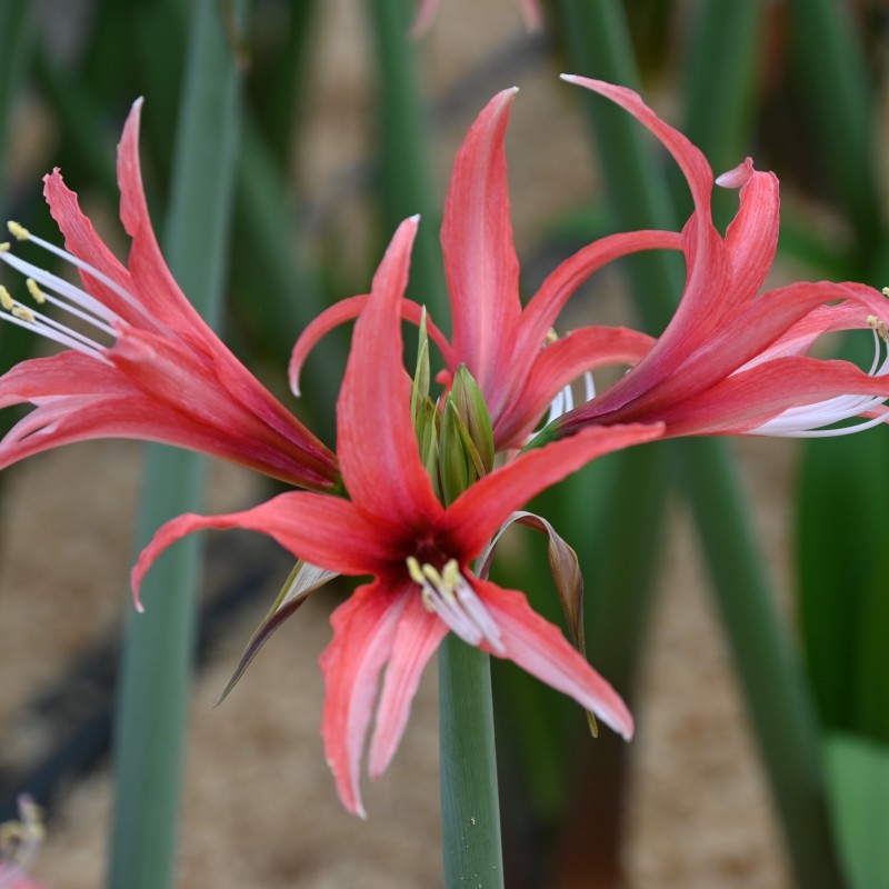 Hippeastrum 'Pink Cybister'® Hippeastrum 'Pink Cybister'®