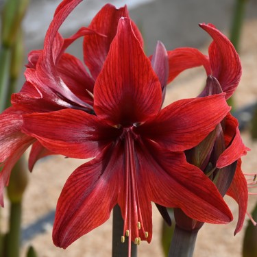 Hippeastrum 'Red Amazone' ®
