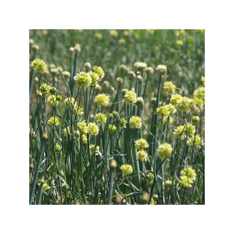 Allium obliquum