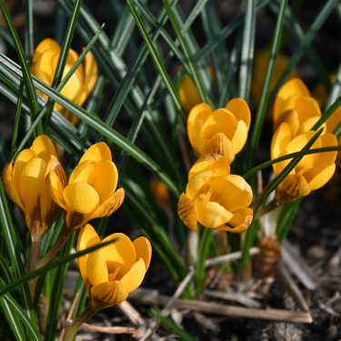 Crocus chrysanthus 'Dorothy'
