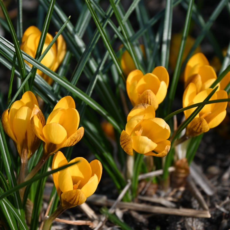 Crocus chrysanthus 'Dorothy'