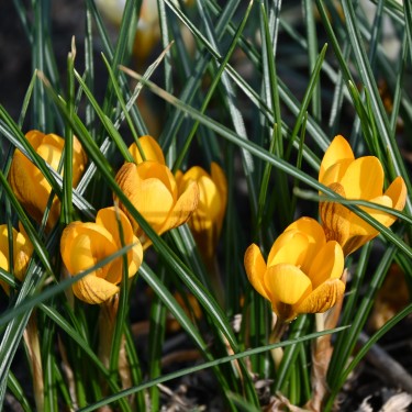 Crocus chrysanthus 'Dorothy'