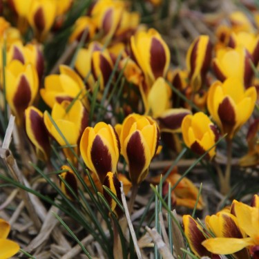 Crocus chrysanthus 'Elegance'