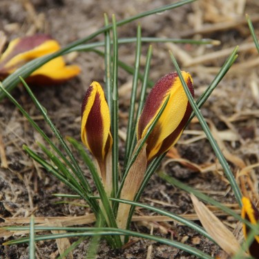 Crocus chrysanthus 'Elegance'