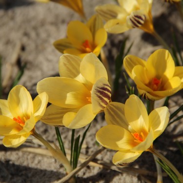 Crocus chrysanthus 'Gipsy Girl' 