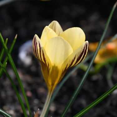Crocus chrysanthus 'Gipsy Girl' 