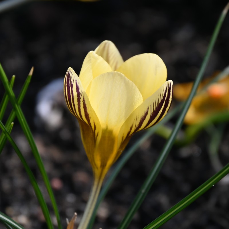 Crocus chrysanthus 'Gipsy Girl' 
